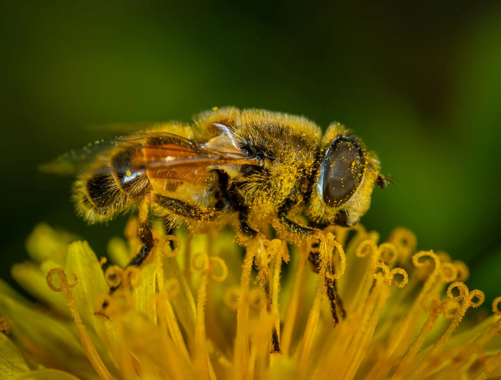 Grille point de croix abeille 2026 : motif gratuit à broder