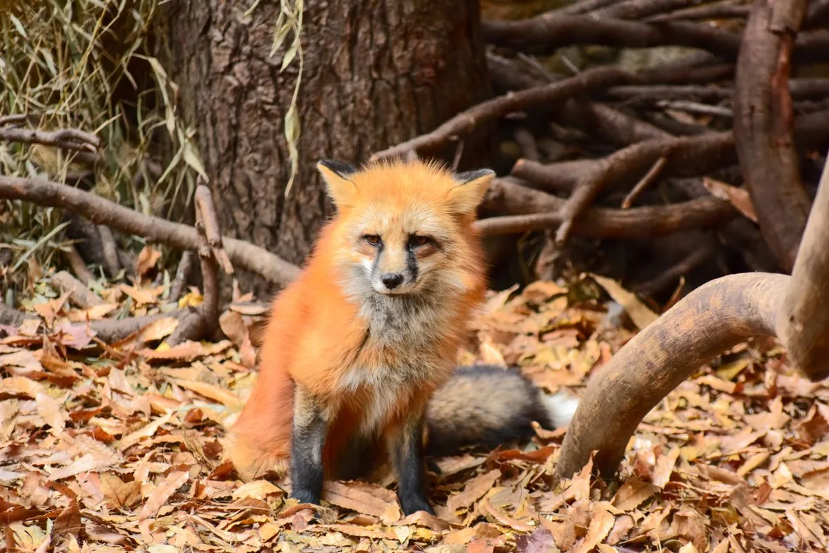 Renard roux assis parmi les feuilles mortes dans une forêt d'automne, pelage orange et blanc bien visible