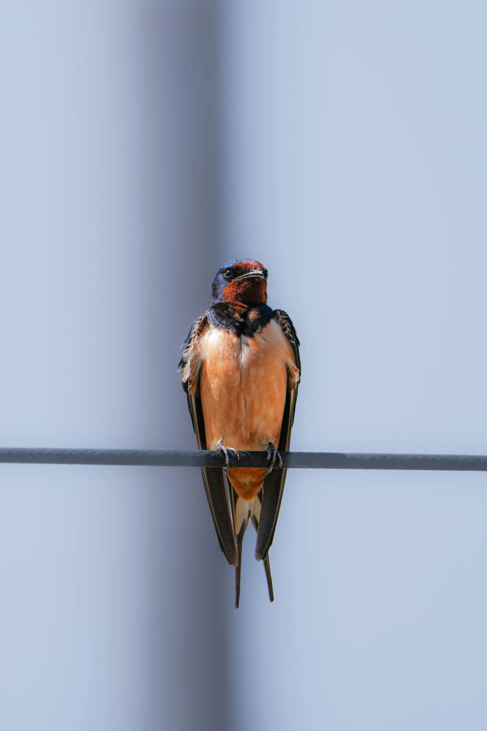 Hirondelle de cheminée perchée sur un fil, vue de face — inspiration pour le motif point de croix