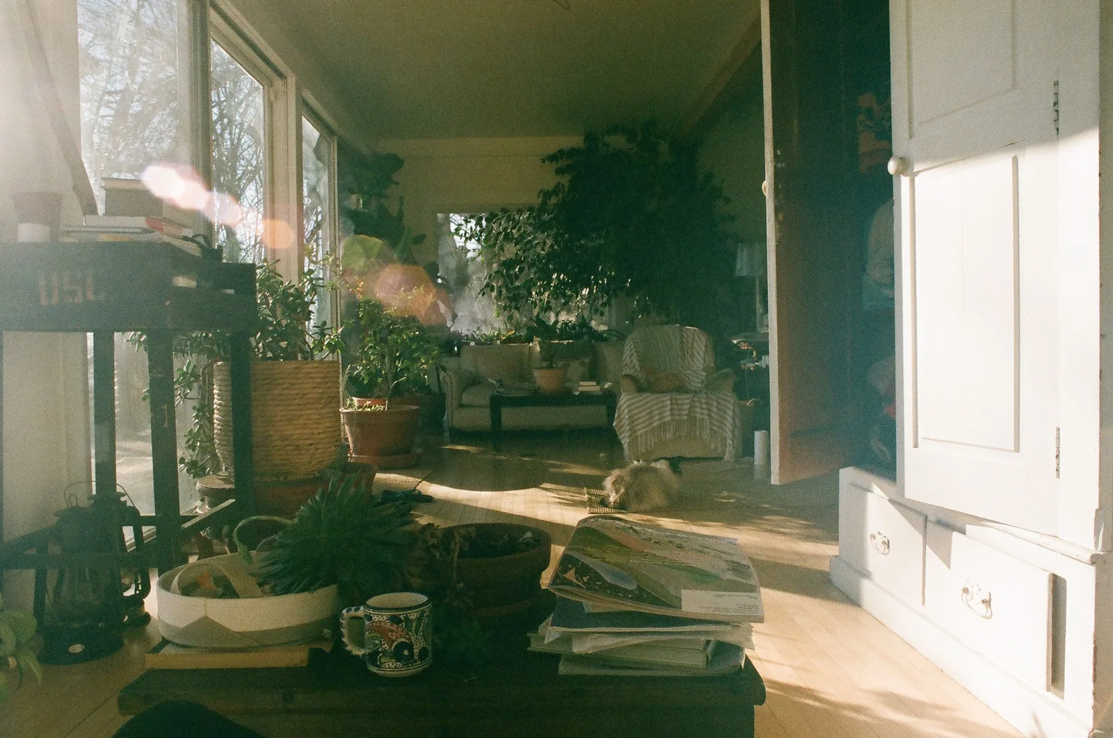 jardin d'hiver lumineux avec plantes vertes et textiles cosy naturels