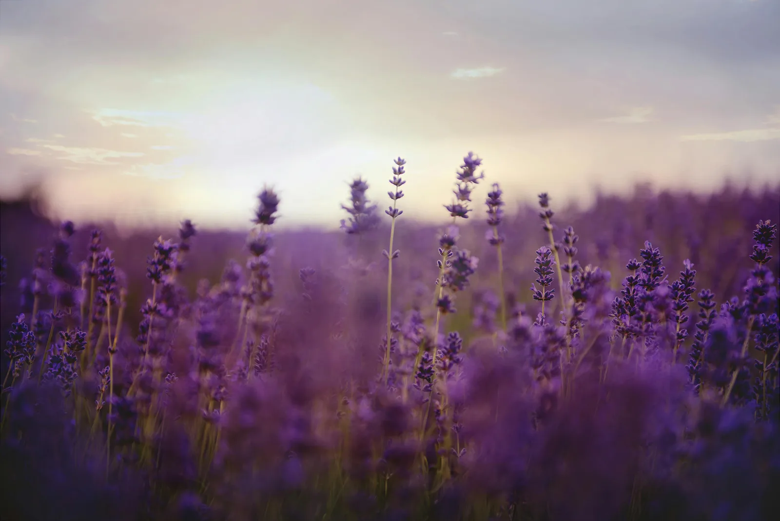 Champ de lavande en fleur en Provence au coucher du soleil, source d'inspiration pour la broderie point de croix