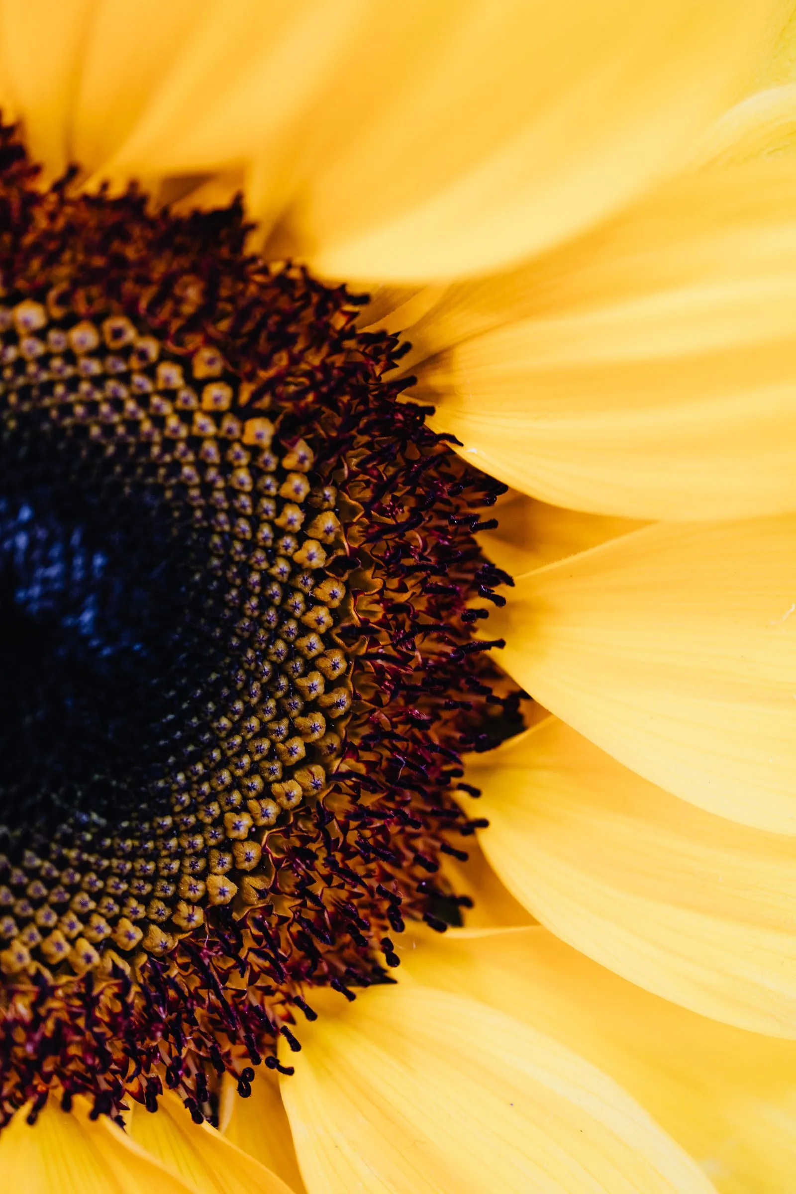 Macro photographique du cœur d'un tournesol montrant les détails géométriques du capitule, source d'inspiration pour la palette DMC de la grille